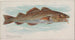 de bacalao - Allen Ginter — vista de la obra