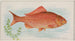 de peces rojos - Allen Ginter — vista de la obra
