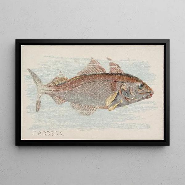Eglefin - Allen Ginter — cuadro enmarcado en la pared
