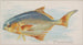 Pampano - Allen Ginter — artwork view