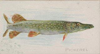 Allen Ginter - Pickerel.webp