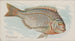 Porgy - Allen Ginter — vista de la obra