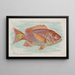 Red Snapper Painting - Allen Ginter — framed artwork on a wall
