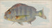 Sheepshead - Allen Ginter — vista de la obra