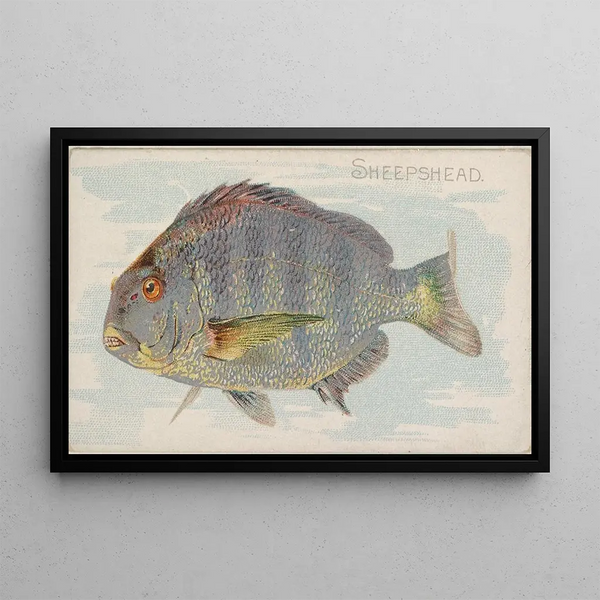 Sheepshead - Allen Ginter — cuadro enmarcado en la pared
