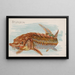 Esturión - Allen Ginter — cuadro enmarcado en la pared