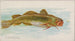 de bacalao franco - Allen Ginter — vista de la obra