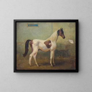 Alois Bach - Junger gefleckter Hengst im Stall.webp