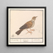 Alouette Alaudidae - Anselmus Botius de Boodt — framed artwork on a wall