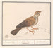 Alouette Alaudidae - Anselmus Botius de Boodt — artwork view