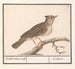 Alouette huppée Galerida cristata - Anselmus Botius de Boodt — artwork view