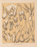 La fauna de las cuevas de América del Norte Pl 02 - Alpheus Spring Packard — vista de la obra