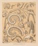 La fauna de las cuevas de América del Norte Pl 06 - Alpheus Spring Packard — vista de la obra