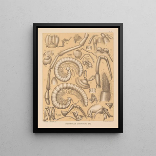 Alpheus Spring Packard - The cave fauna of North America Pl 06.webp