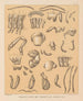 La fauna de las cuevas de América del Norte Pl 07 - Alpheus Spring Packard — vista de la obra
