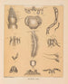 La fauna de las cuevas de América del Norte Pl 08 - Alpheus Spring Packard — vista de la obra