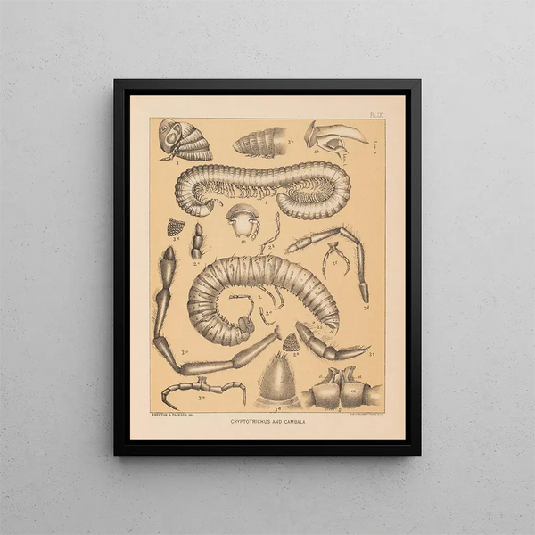 Alpheus Spring Packard - The cave fauna of North America Pl 09.webp