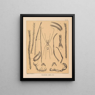 Alpheus Spring Packard - The cave fauna of North America Pl 13.webp