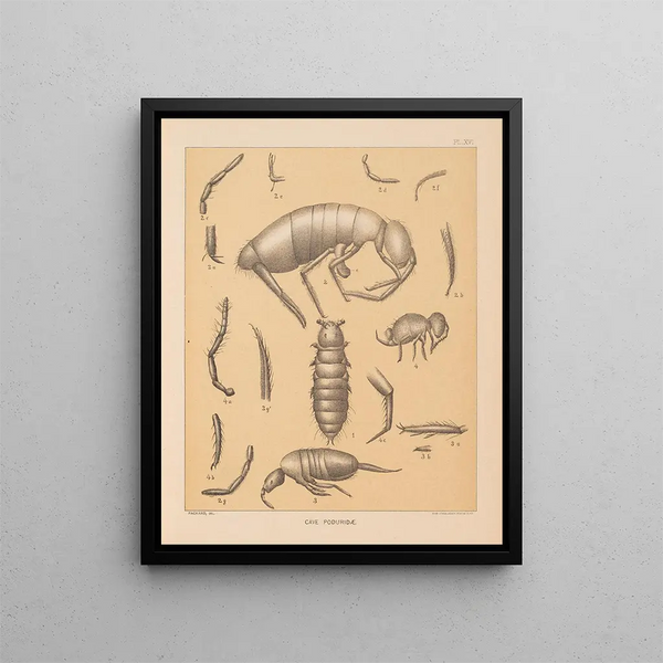 Alpheus Spring Packard - The cave fauna of North America Pl 16.webp