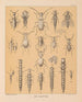 La fauna de las cuevas de América del Norte Pl 20 - Alpheus Spring Packard — vista de la obra