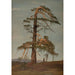 Furu Vingersheia Telemark - Amaldus Nielsen — artwork view