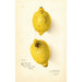 Citrus aurantiifolia - Amanda Almira Newton — vista de la obra