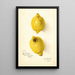 Citrus aurantiifolia - Amanda Almira Newton — cuadro enmarcado en la pared