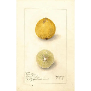 Amanda Almira Newton - Citrus aurantiifolia Giant.webp