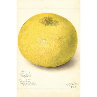 Amanda Almira Newton - Citrus grandis 11668 Large.webp