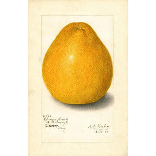 Amanda Almira Newton - Citrus grandis Chinese.webp