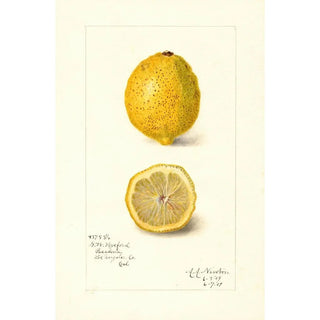 Amanda Almira Newton - Citrus limon.webp