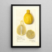 Citrus limon Lisboa - Amanda Almira Newton — cuadro enmarcado en la pared