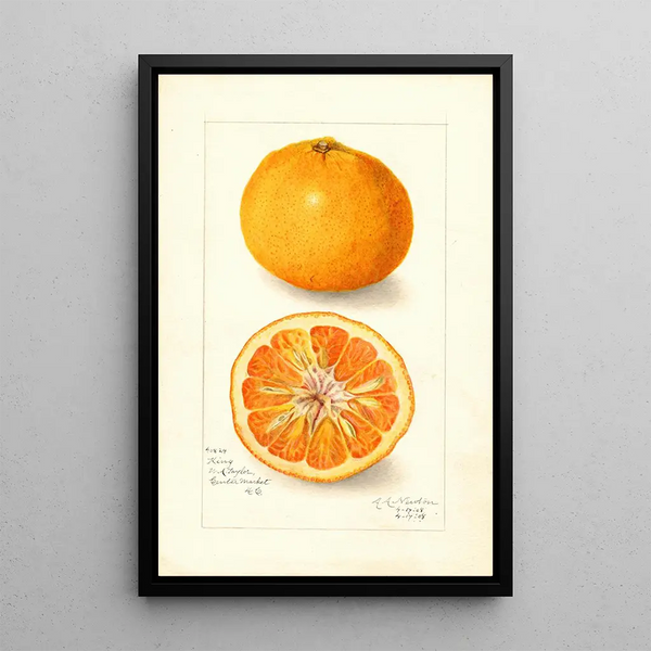 Amanda Almira Newton - Citrus nobilis King.webp