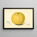 Citrus paradisi Davis Seedless - Amanda Almira Newton | Cuadro — cuadro enmarcado en la pared