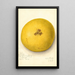 Citrus paradisi - Amanda Almira Newton — cuadro enmarcado en la pared