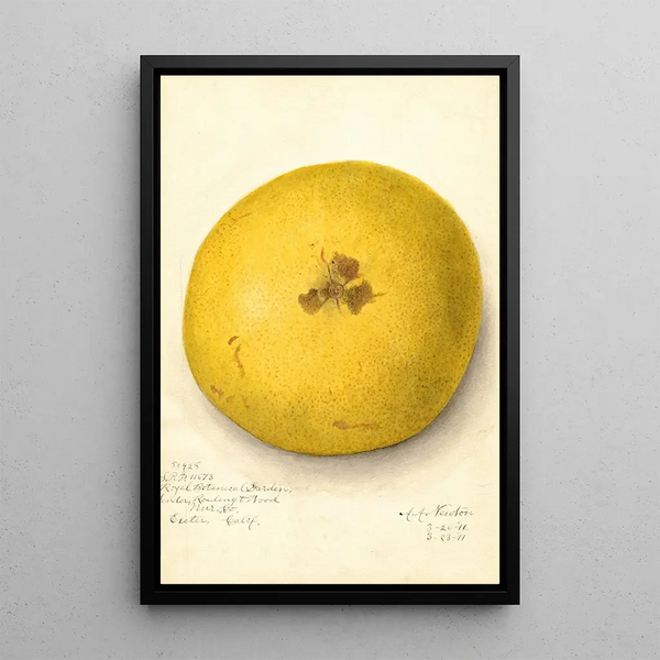 Citrus paradisi - Amanda Almira Newton — cuadro enmarcado en la pared