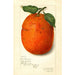 Citrus sinensis New - Amanda Almira Newton — vista de la obra