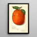 Citrus sinensis New - Amanda Almira Newton — cuadro enmarcado en la pared