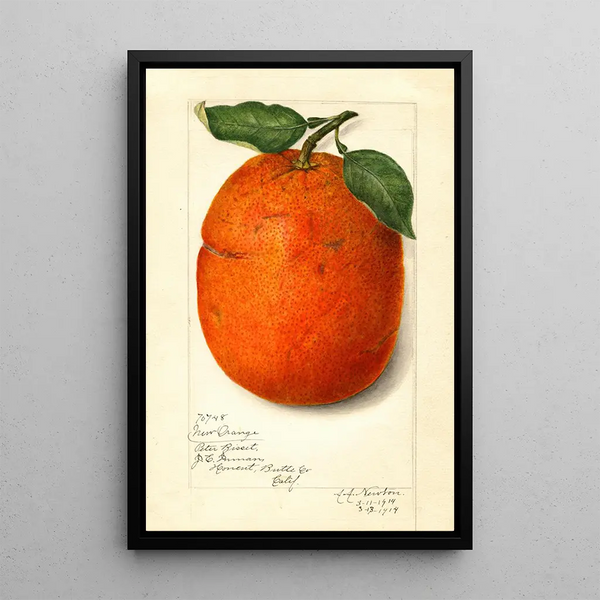 Citrus sinensis New - Amanda Almira Newton — cuadro enmarcado en la pared