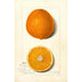 Citrus sinensis Thompson Improved Navel - Amanda Almira Newton — vista de la obra
