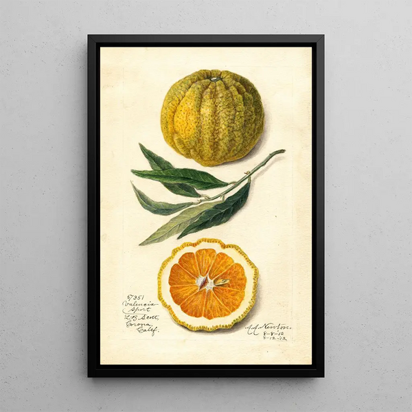 Citrus sinensis Valencia - Amanda Almira Newton — cuadro enmarcado en la pared