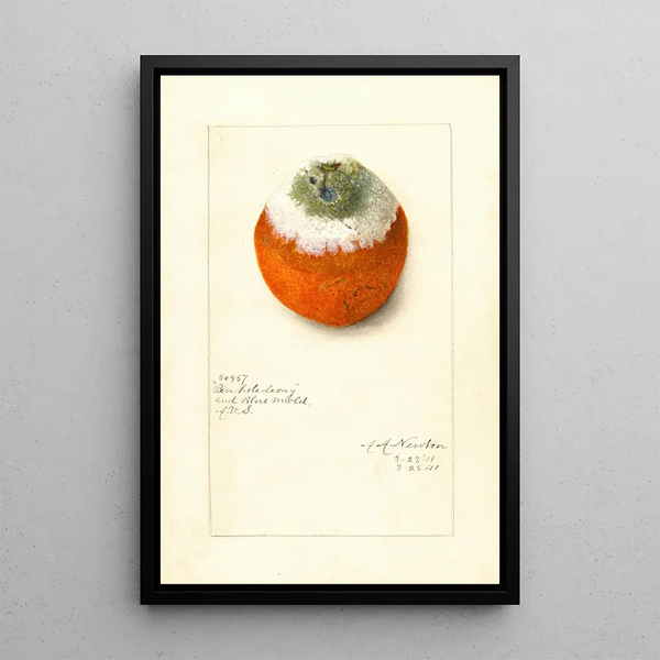 Citrus sinensis - Amanda Almira Newton — cuadro enmarcado en la pared