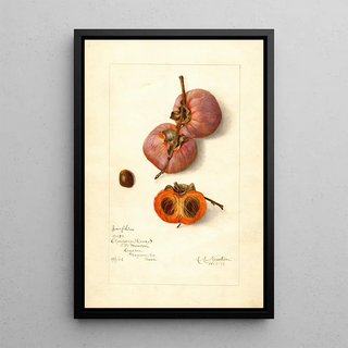 Amanda Almira Newton - Diospyros Josephine.webp