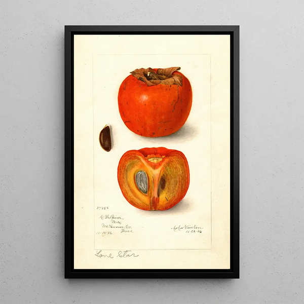 Diospyros Lone Star - Amanda Almira Newton — cuadro enmarcado en la pared