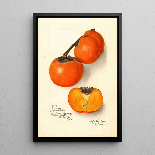 Diospyros Yemon - Amanda Almira Newton — cuadro enmarcado en la pared