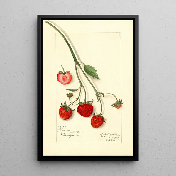 Fragaria Blaine - Amanda Almira Newton — cuadro enmarcado en la pared