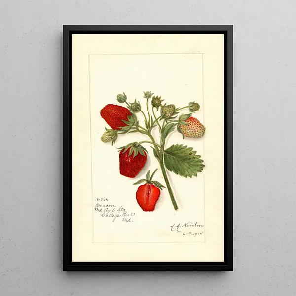 Fragaria Deacon - Amanda Almira Newton — cuadro enmarcado en la pared