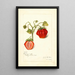 Fragaria Dew - Amanda Almira Newton — cuadro enmarcado en la pared