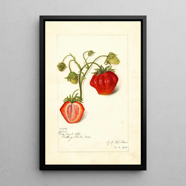 Fragaria Dew - Amanda Almira Newton — framed artwork on a wall