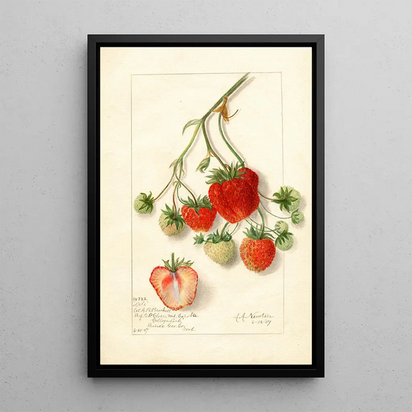 Fragaria Dole - Amanda Almira Newton — framed artwork on a wall